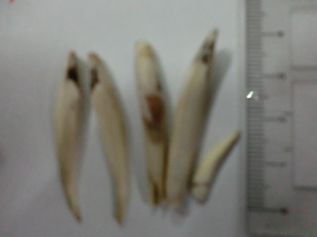 CIMG1199a.JPG
